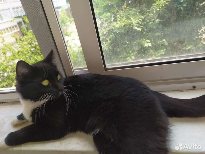 Кошка в добрые руки