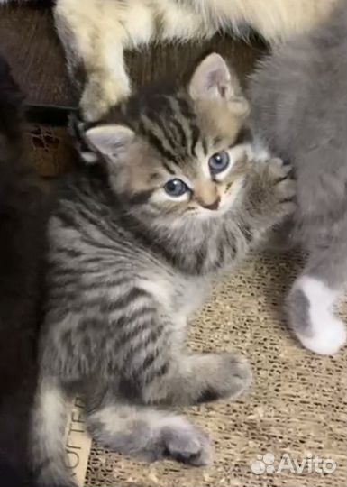 Отдам в добрые руки котят