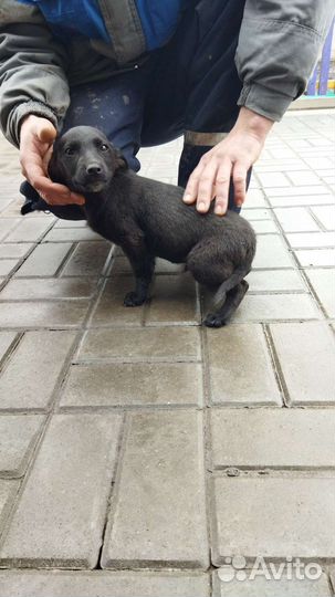 Щенок мальчик