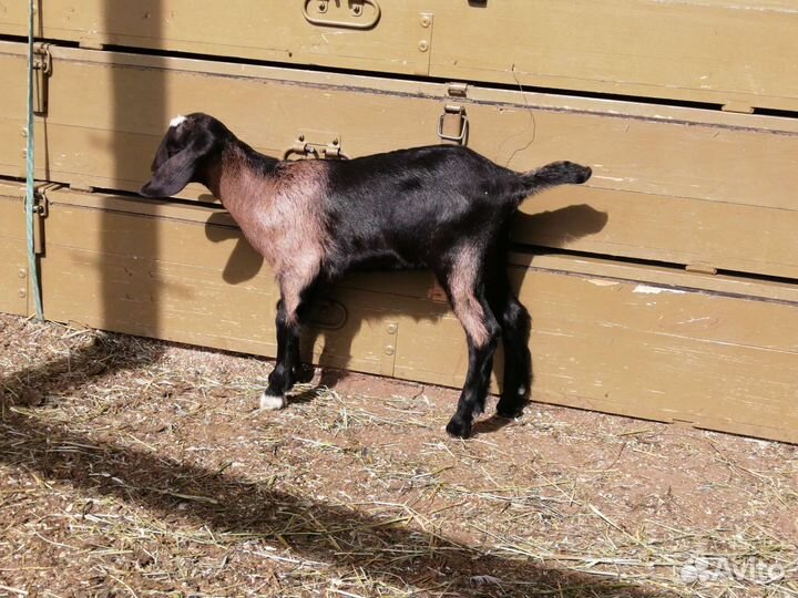 Тёлка Джерси, козочки, козлики