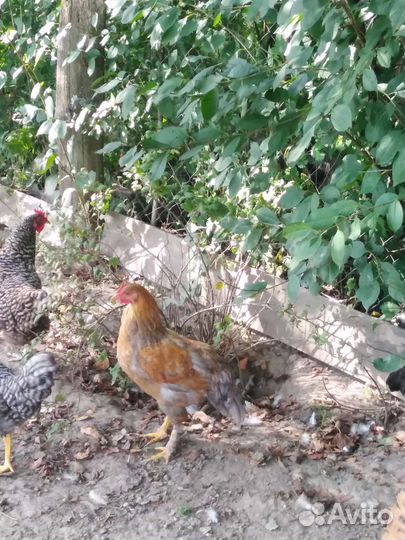 Молодые петушки