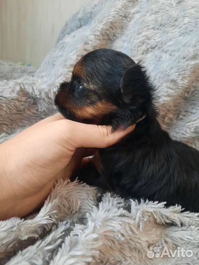 Йоркширский терьер мини