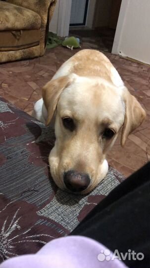 Отдам лабрадора в добрые руки