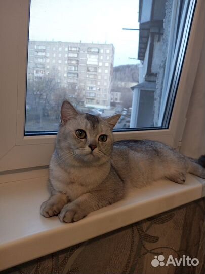 Вязка британская кошка