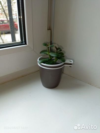 Суккуленты