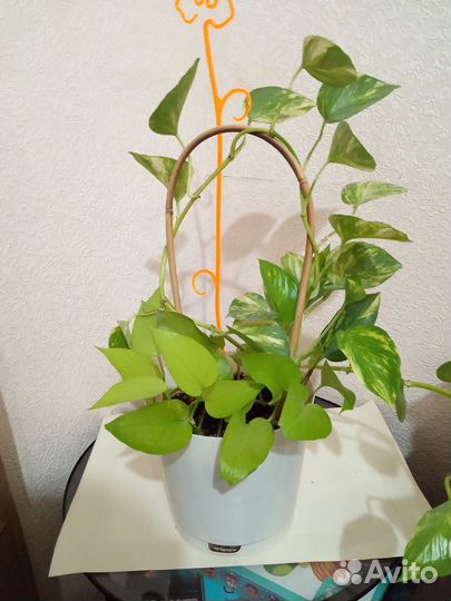 Сциндапсус