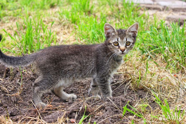 Отдам котёнка