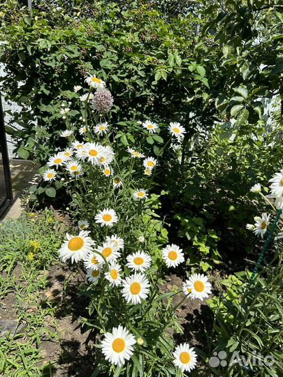 Ромашка многолетняя