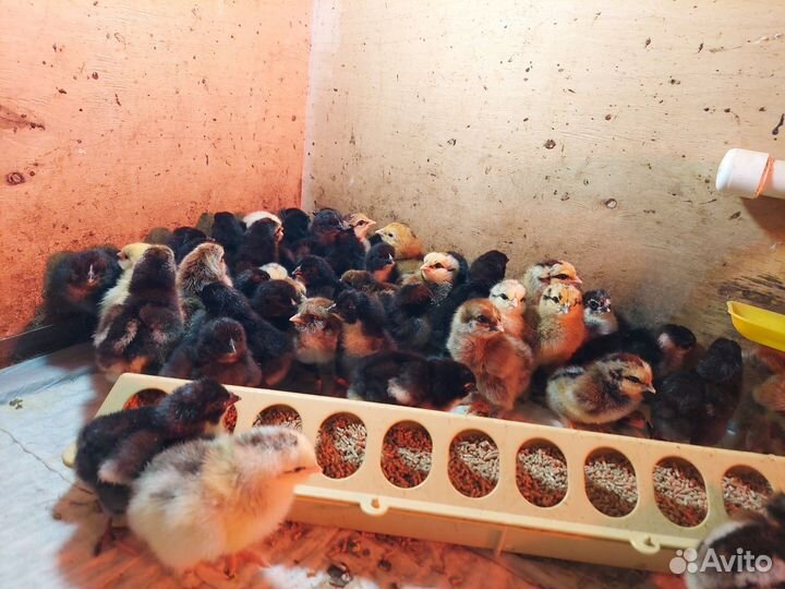 Цыплята микс