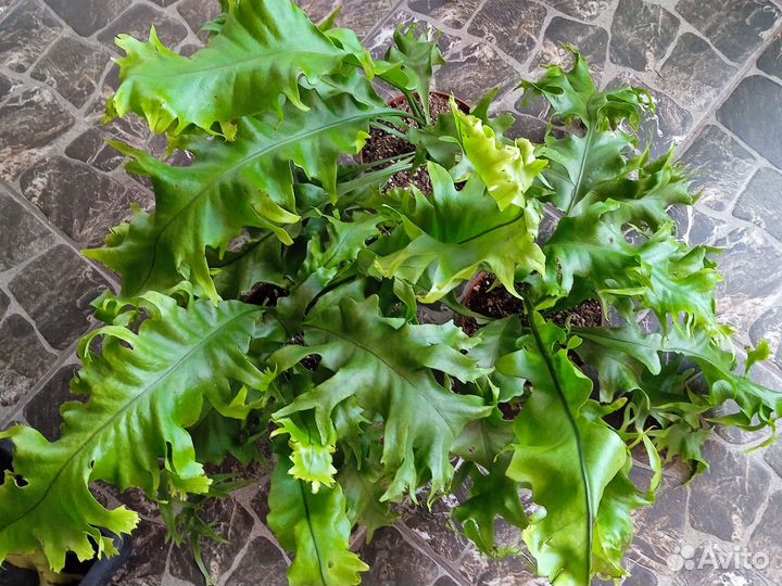 Микросорум Драгон Вингс