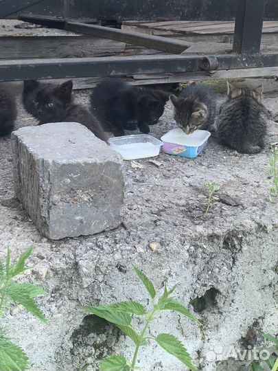 Бездомные котята ищут дом