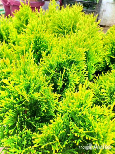 Туя западная Брабант, Смарагд, голд Брабант, голд