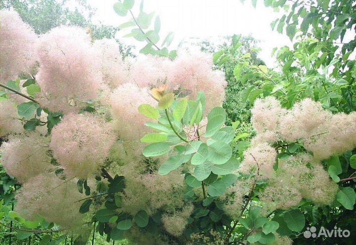Калла эфиопскаяСкумпия-париковое дерево,хризантемы