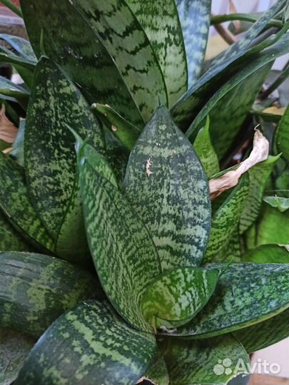 Сансивиерия ханни