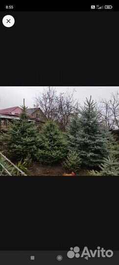 Ель голубая