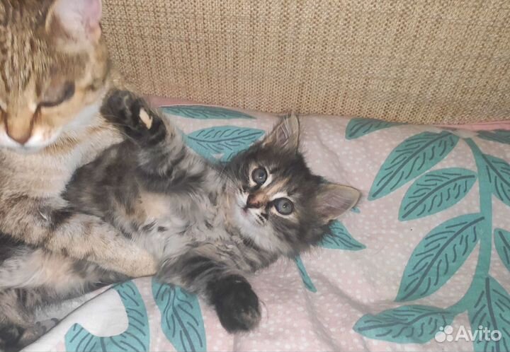 Чудесный котенок. Кошечка