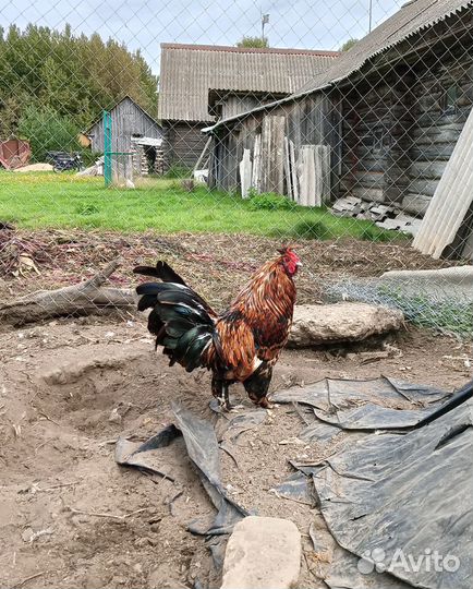 Петушки и молодки продажа