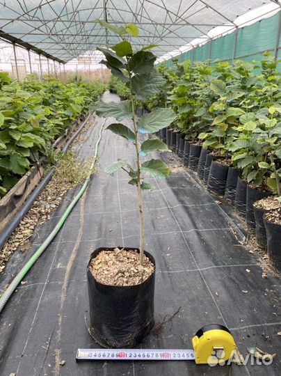 Саженцы фундука 2-х летние в зкс