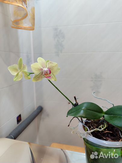 Орхидея фаленопсис