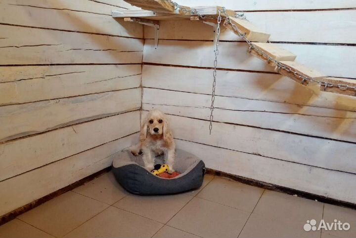 Гостиница для собак и кошек (передержке) зооняня