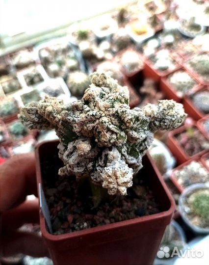 Кактусы редкие коллекционные