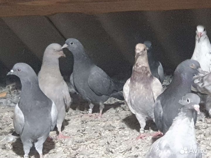Сизые бакинцы голуби,сизые чили,краснопоясые