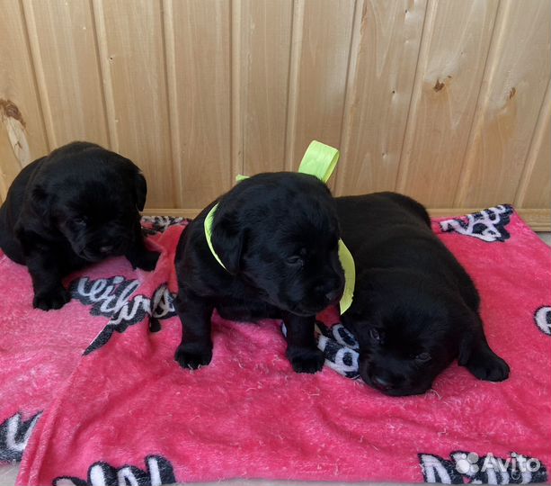 Щенки лабрадора