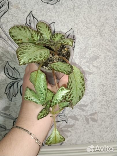 Комнатные растения набор