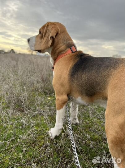 Вязка кобель бигль