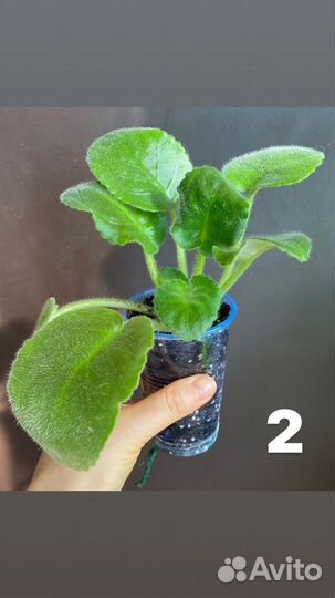 Сортовые фиалки