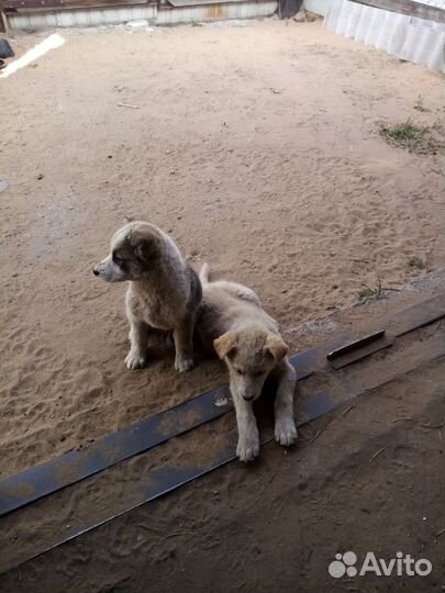 Собака в добрые руки отдам бесплатно