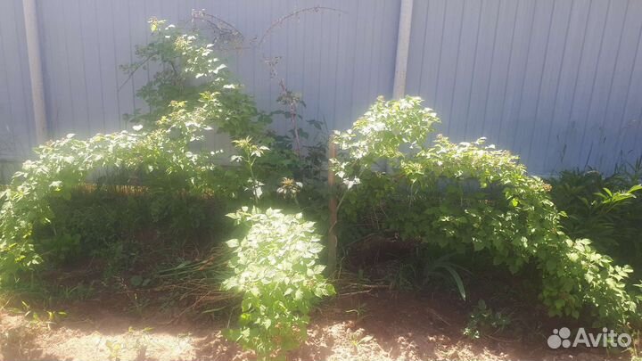 Ежемалина черная