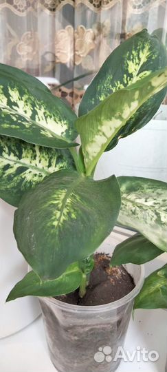 Диффенбахия. Бегония