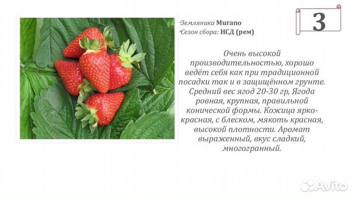 Рассада клубники фриго, азия мурано альбион клери