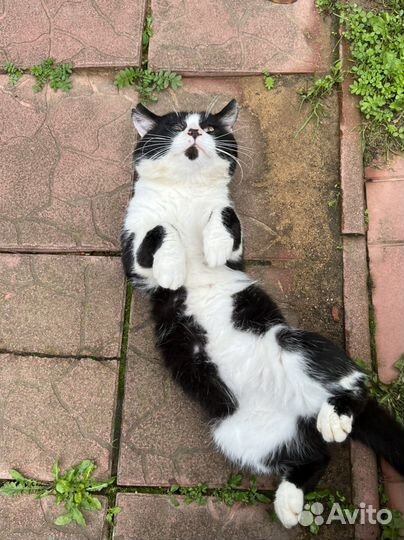 Кот феликс