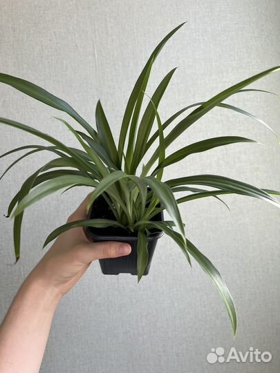 Хлорофитум