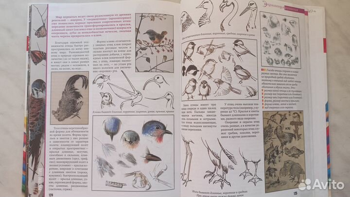 Энциклопедия рисования