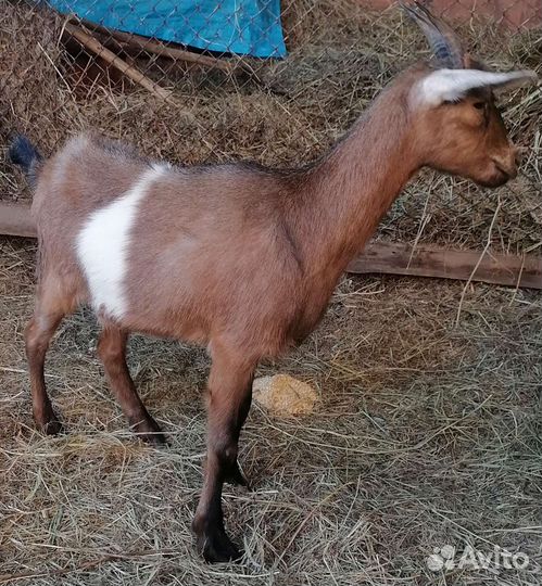 Козочка,коза