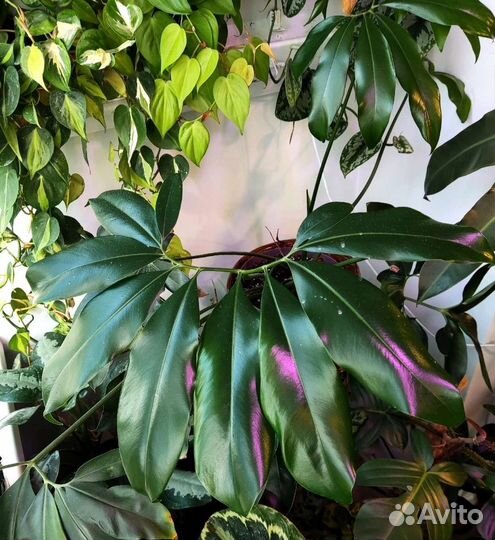 Филодендрон фан бан