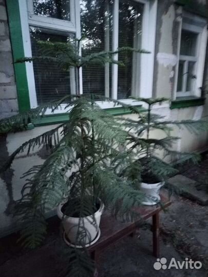Араукария