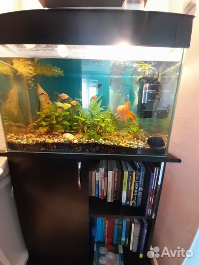 Аквариумные рыбки