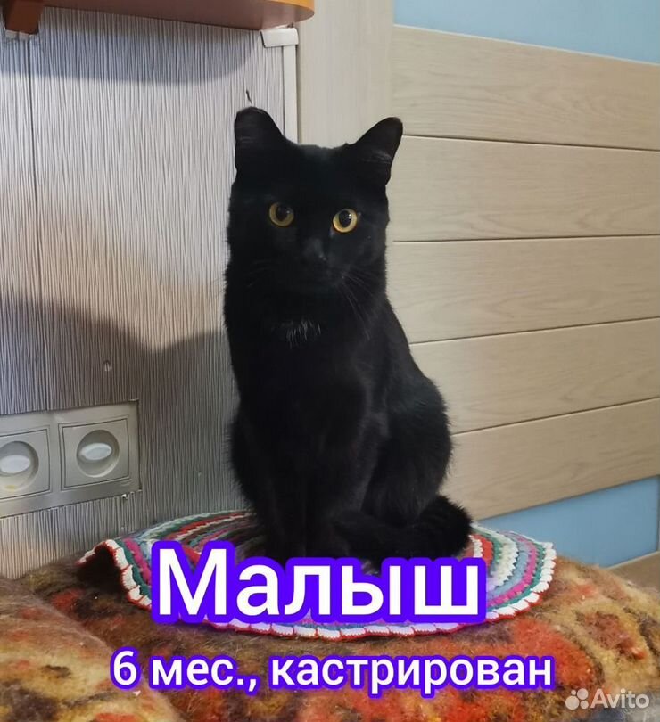 Котики бесплатно