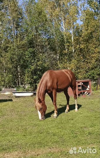 Продаем жеребенка