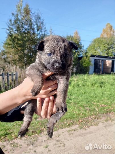 Щенки в добрые руки