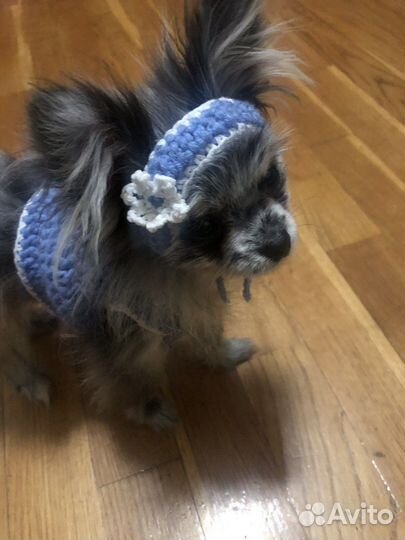 Одежда для маленьких собак