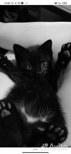 Отдам котёнка в добрые руки