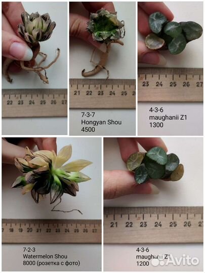 Суккуленты, хавортии 3/3