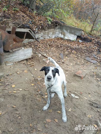 Отдам в добрые руки дратхаар