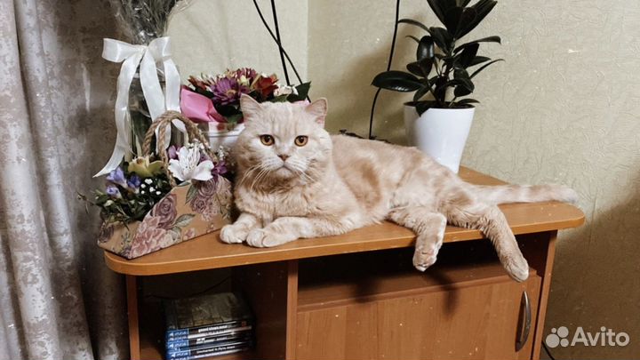 Вязка британец