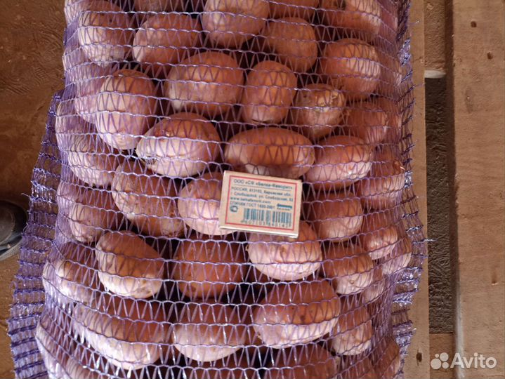 Семенной картофель ред соня